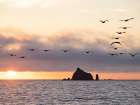 Silhouette of pelican in flight over water. Rialto Beach, Olympic Peninsula, Washington State. Art Print